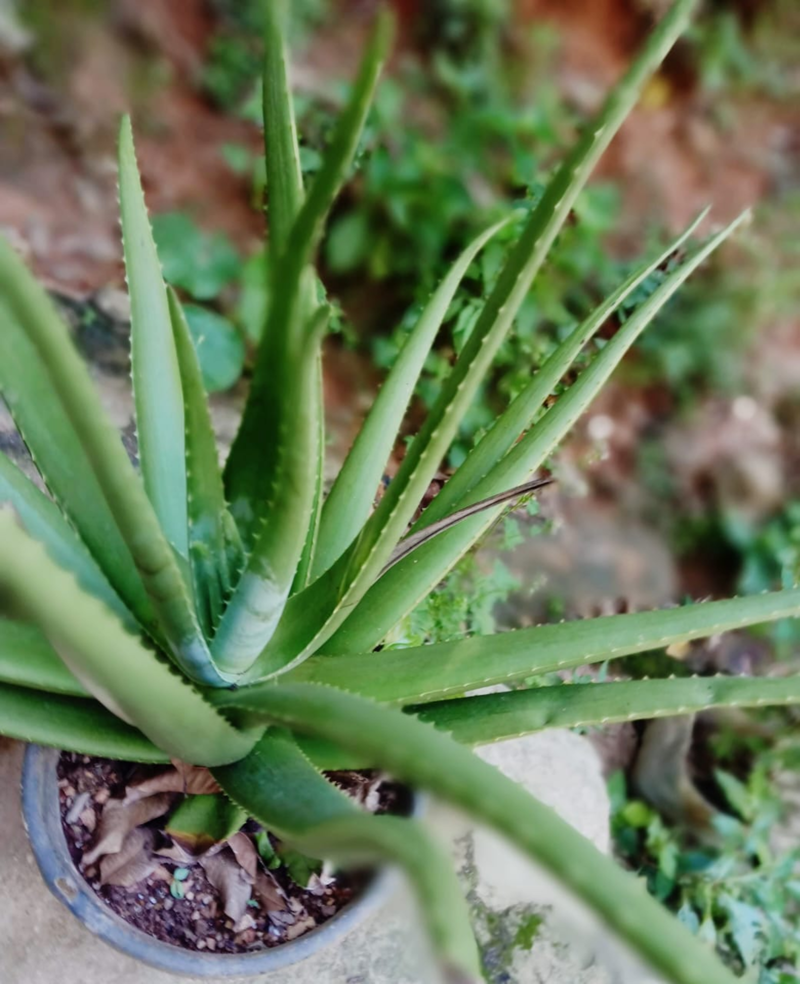 Calming Cucumber + Aloe Vera Soap Bar - Image 3